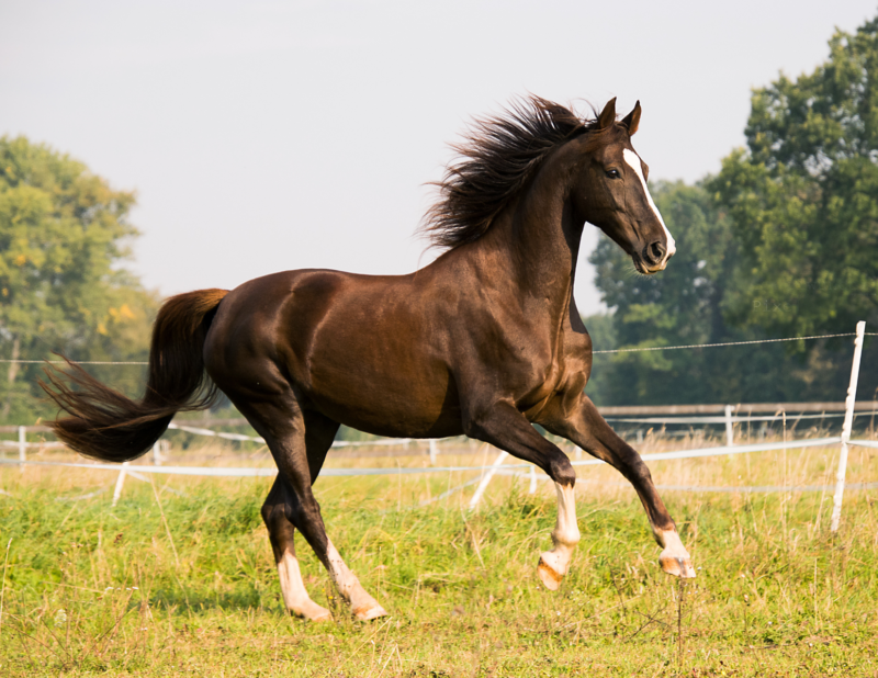 chestnut horse running through field