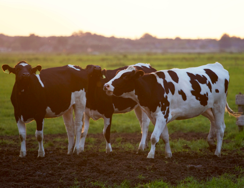 happy cows in pasture at sunset