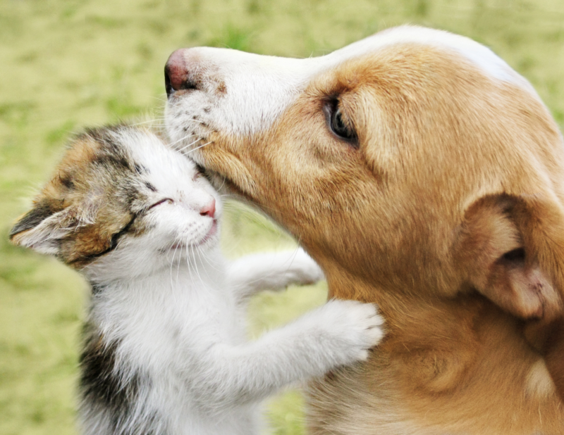 puppy and kitten friends